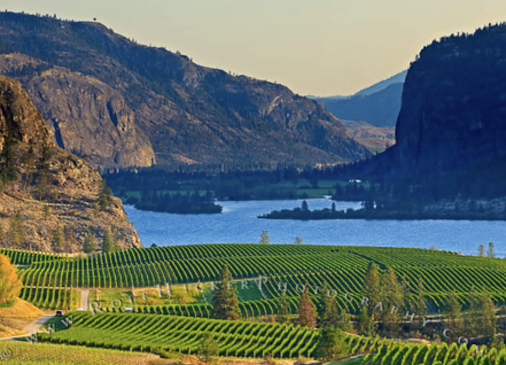 Vineyards and McIntyre Bluff above the lake near Oliver, BC at golden hour